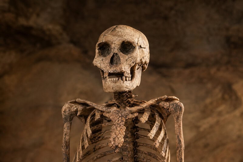 9 Surprising Facts About Homo naledi’s Ancient Sex Markers