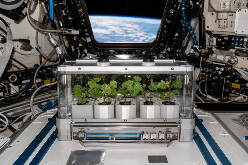 Grape Seeds in Space: How Cosmic Radiation Could Reshape Crop Breeding