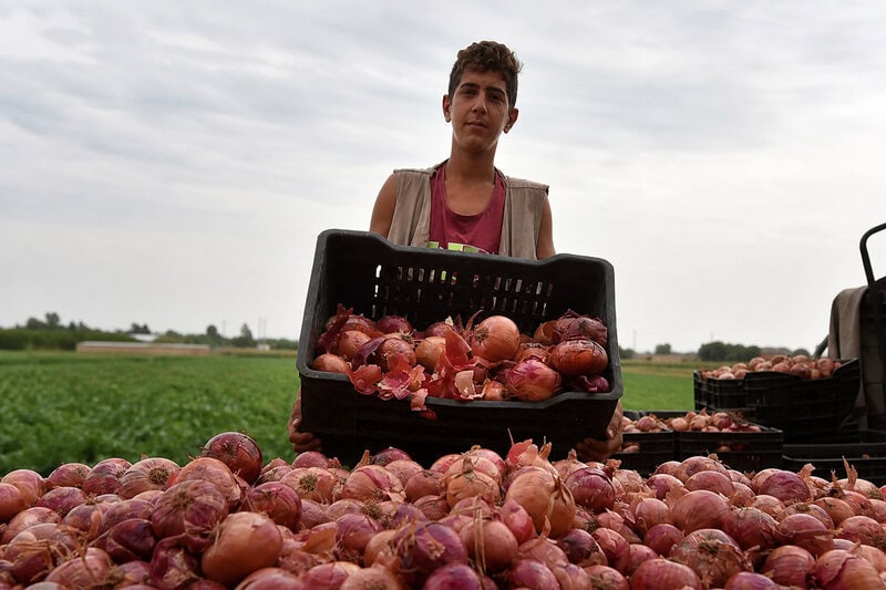 Health Benefits of Eating Onions: What the Science Actually Shows