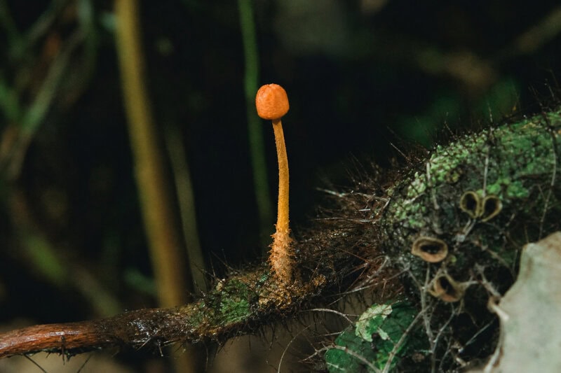 Hyperparasite Discovered: A Fungus That Parasitizes a Zombie Fungus