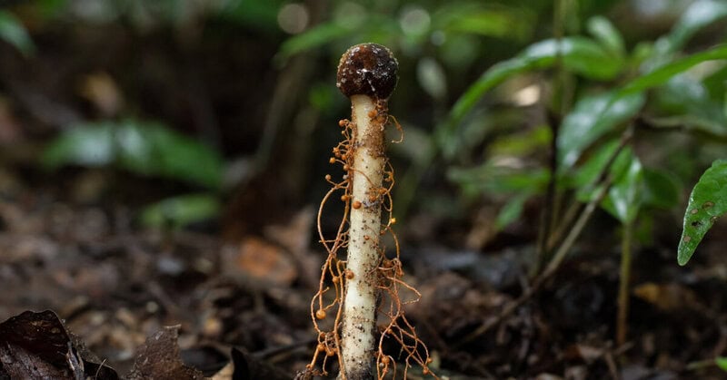 Hyperparasite Example Hyperparasite Discovered: A Fungus That Parasitizes a Zombie Fungus