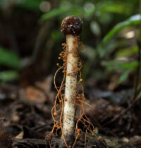 Hyperparasite Discovered: A Fungus That Parasitizes a Zombie Fungus