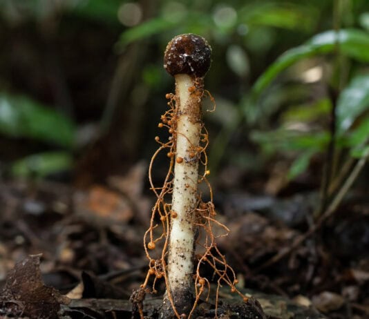 Hyperparasite Discovered: A Fungus That Parasitizes a Zombie Fungus