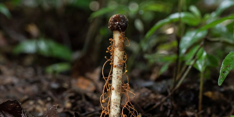 Hyperparasite Discovered: A Fungus That Parasitizes a Zombie Fungus