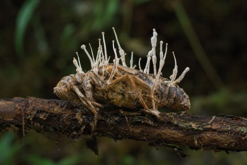 Hyperparasite Discovered: A Fungus That Parasitizes a Zombie Fungus