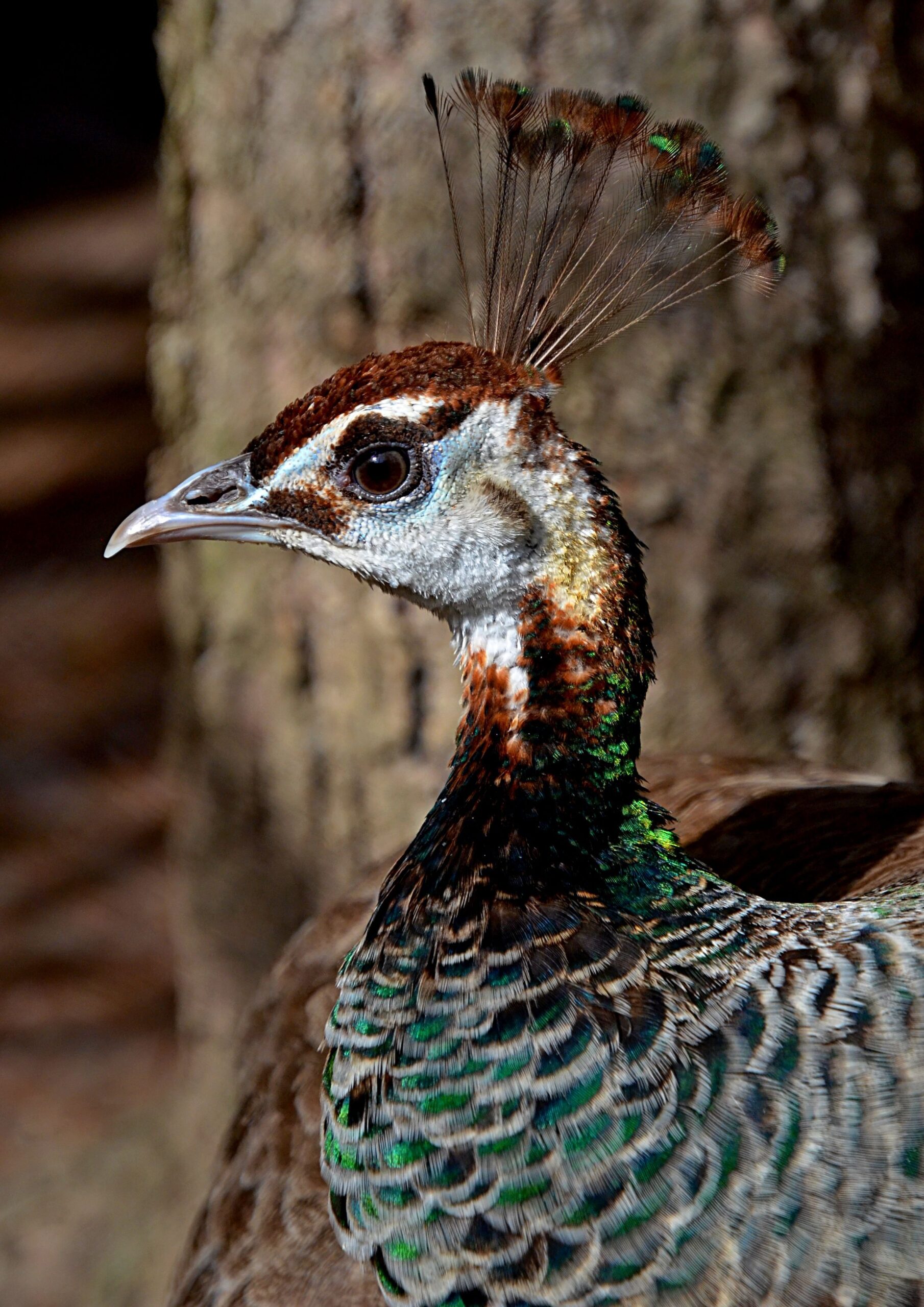 Extinct Ice Age Peacock Species Identified from Fossil