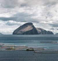 Farmed Salmon Omega-3: More Out Than In, New Study Finds
