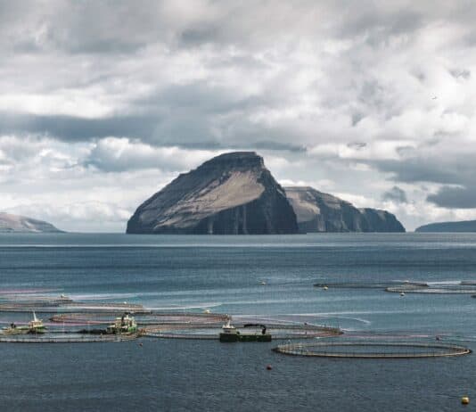 Farmed Salmon Omega-3: More Out Than In, New Study Finds