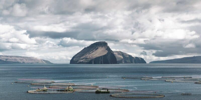 Farmed Salmon Omega-3: More Out Than In, New Study Finds
