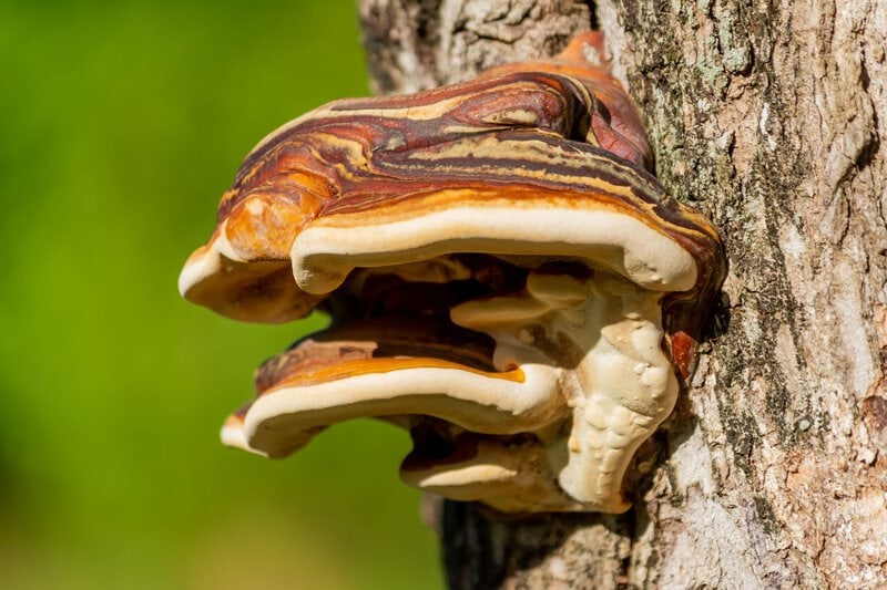 Reishi Mushroom Extract Beat Melatonin for Chronic Insomnia in 8-Week Trial