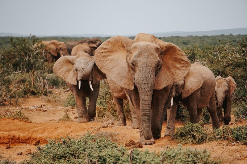 8 Conservation Strategies That Actually Work for Africa’s Wildlife