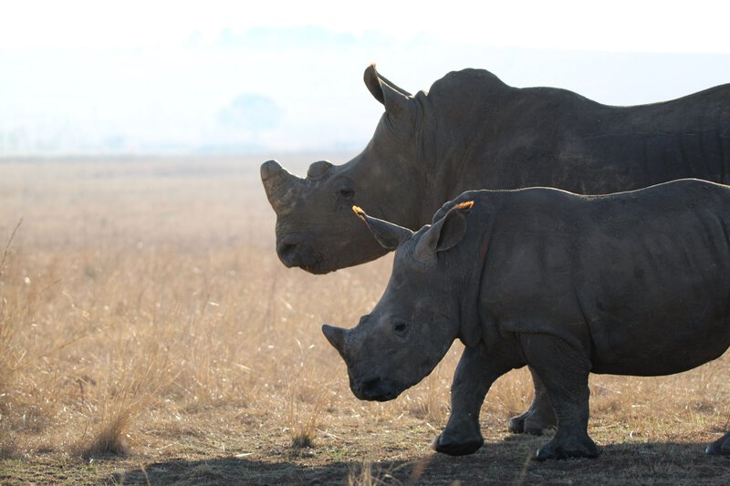 8 Conservation Strategies That Actually Work for Africa’s Wildlife