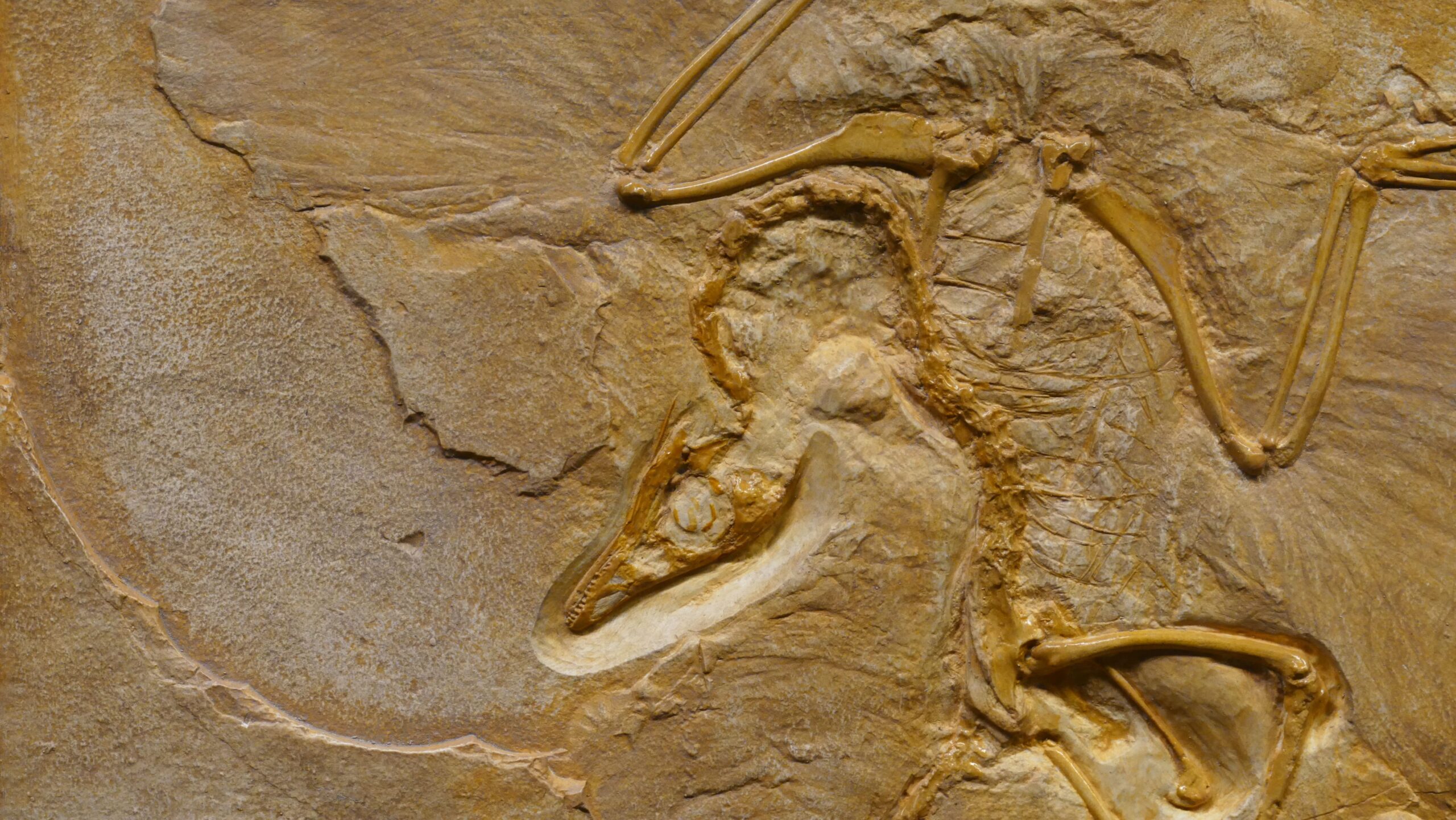 Extinct Ice Age Peacock Species Identified from Fossil