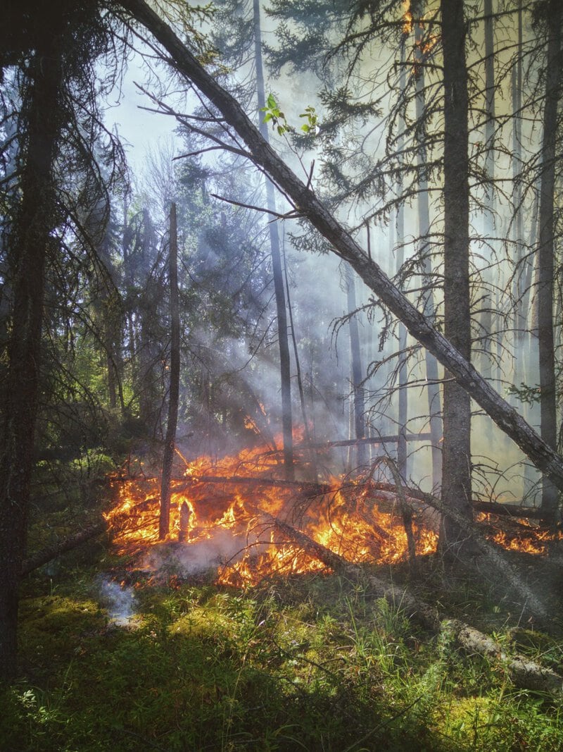 Heat Waves Cause 37% More Wildfire Burn Area, New Study Finds