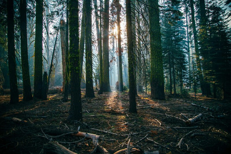 8 Reasons Maidu Cultural Burning Actually Works to Prevent Wildfires