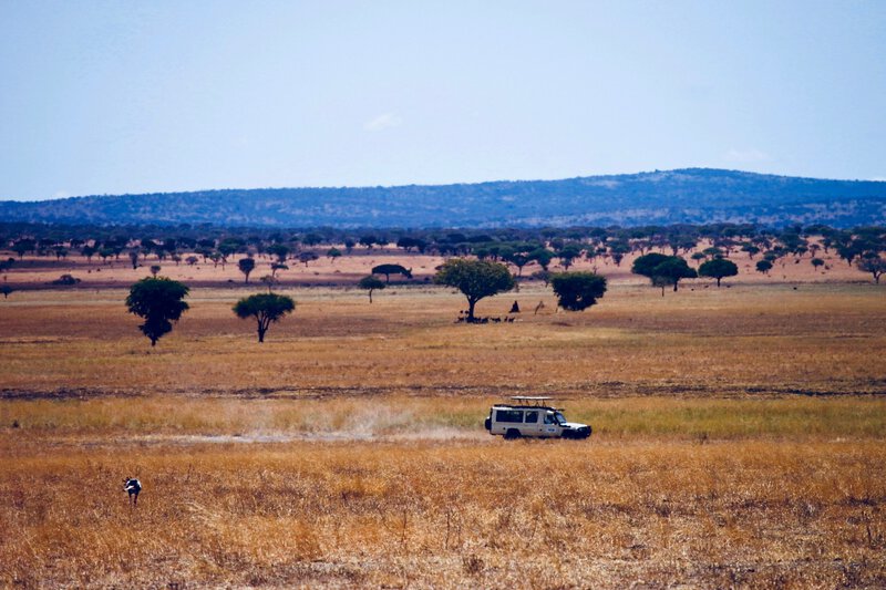 8 Conservation Strategies That Actually Work for Africa’s Wildlife
