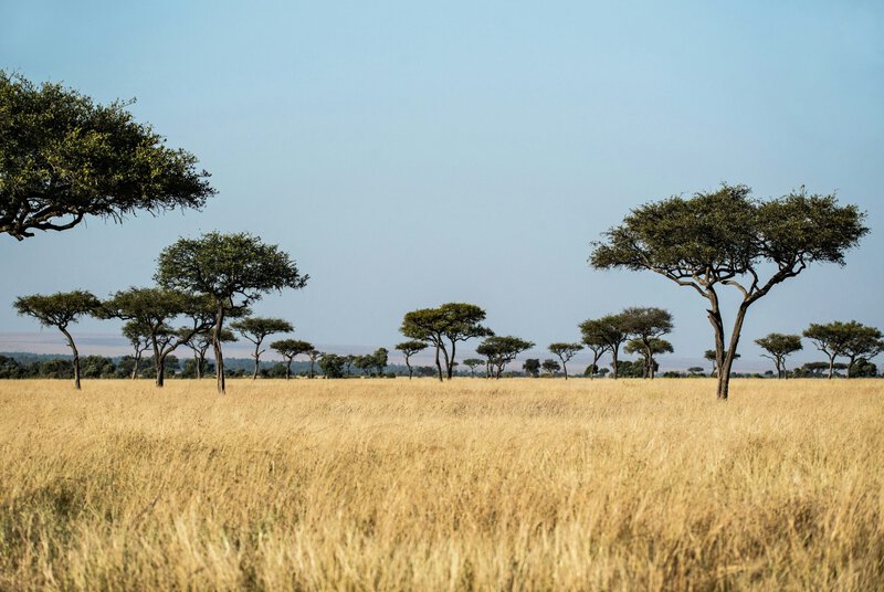 8 Conservation Strategies That Actually Work for Africa’s Wildlife