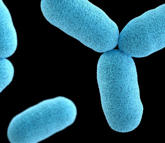 Shigella and Cryptosporidium Share One Weak Spot Scientists Can Target
