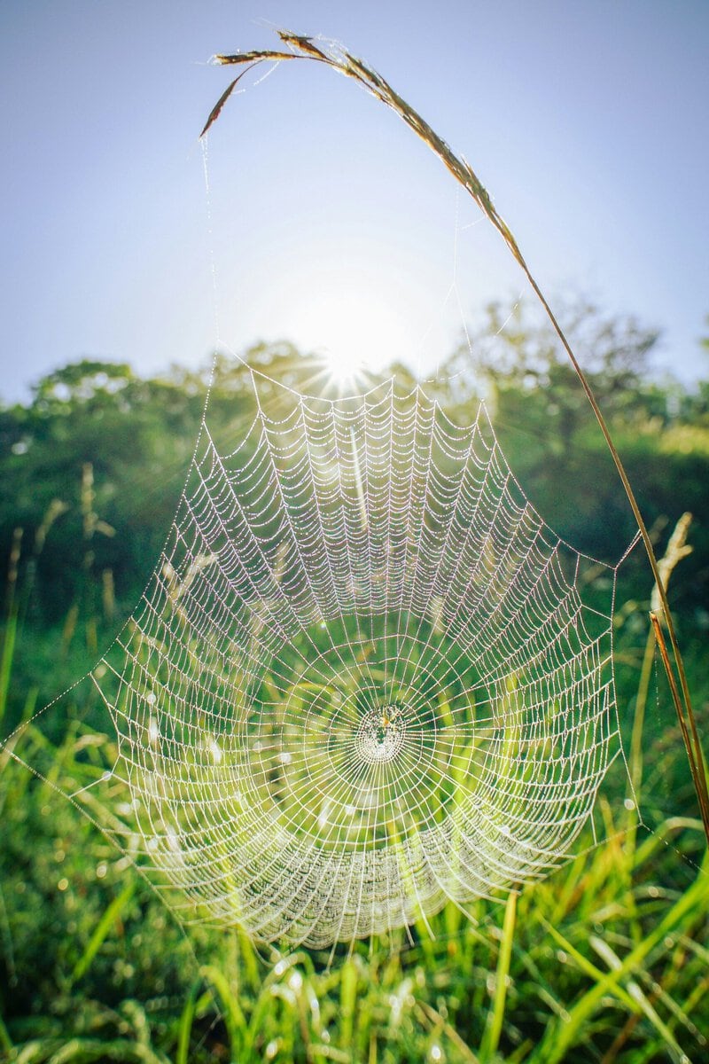 Spider Webs Trap Fungi &mdash; and Reveal New Species