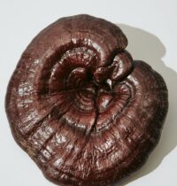 Reishi Mushroom Extract Beat Melatonin for Chronic Insomnia in 8-Week Trial