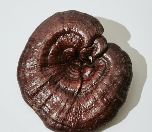 Reishi Mushroom Extract Beat Melatonin for Chronic Insomnia in 8-Week Trial