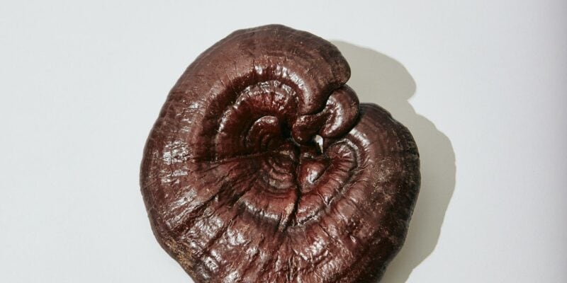 Reishi Mushroom Extract Beat Melatonin for Chronic Insomnia in 8-Week Trial