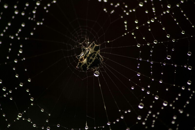 Spider Webs Trap Fungi &mdash; and Reveal New Species
