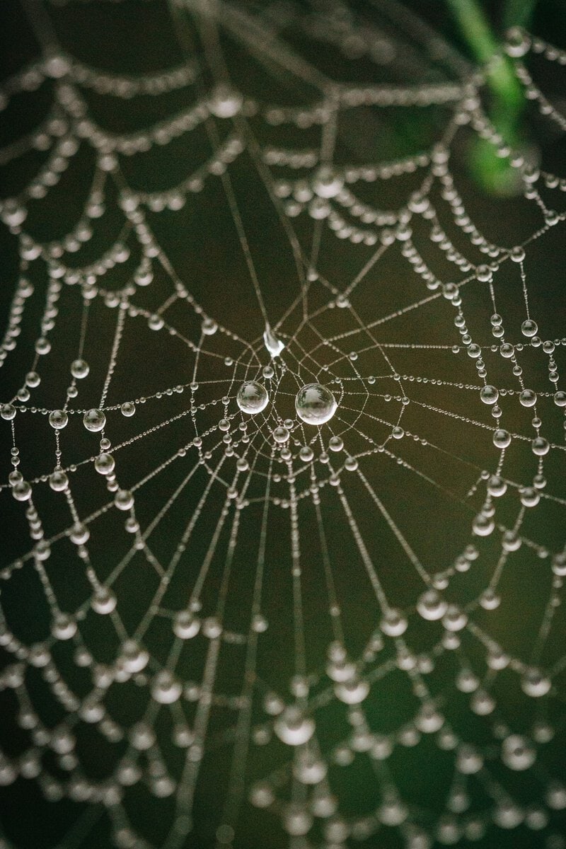 Spider Webs Trap Fungi &mdash; and Reveal New Species