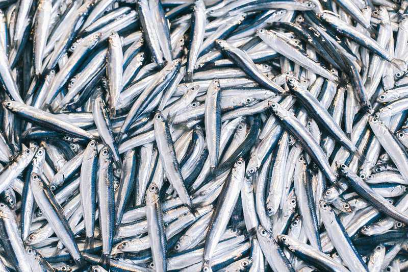 Farmed Salmon Omega-3: More Out Than In, New Study Finds