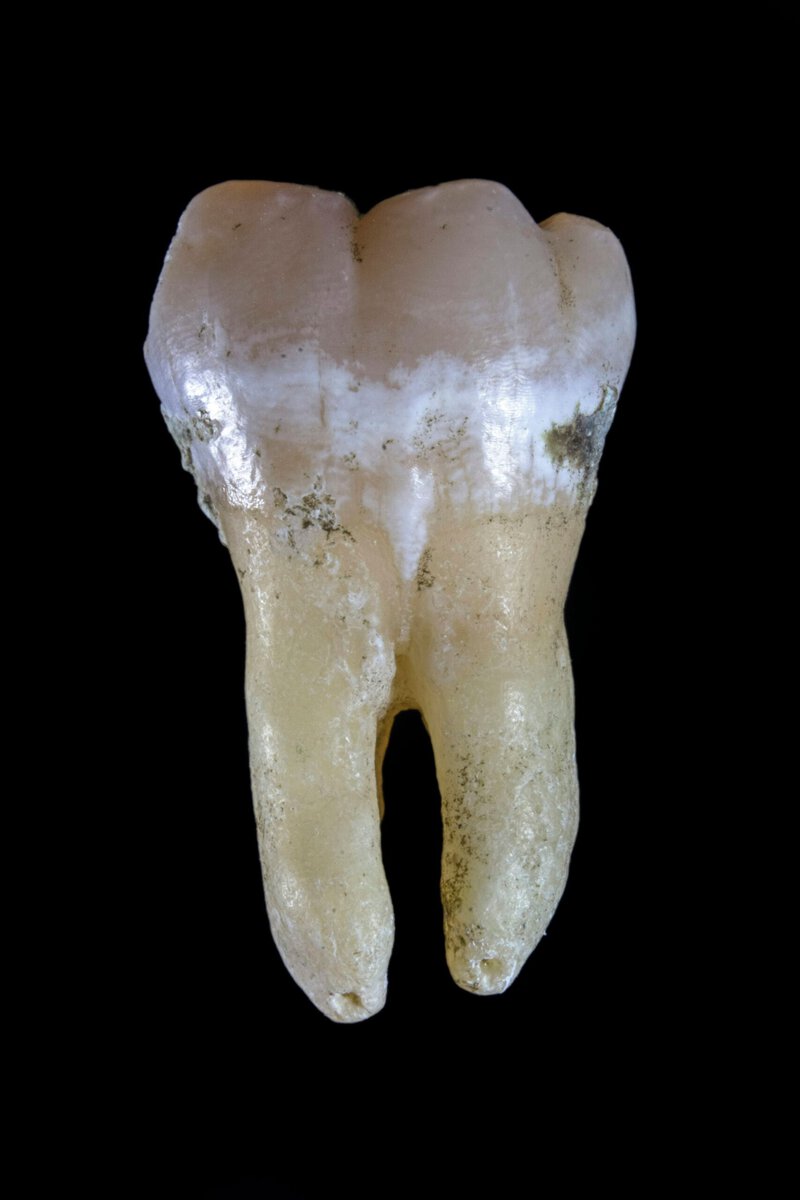 9 Surprising Facts About Homo naledi’s Ancient Sex Markers