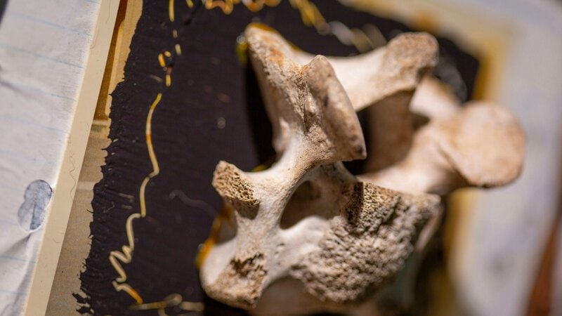 Antarctica’s First Dinosaur Fossil Identified as a Titanosaur