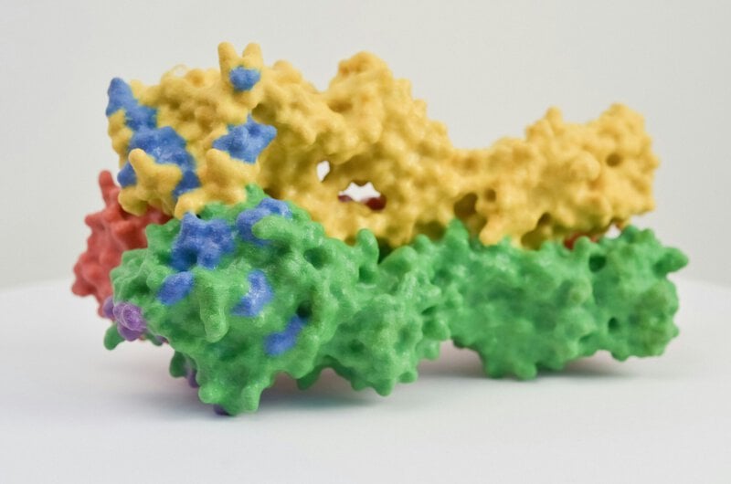 Shigella and Cryptosporidium Share One Weak Spot Scientists Can Target