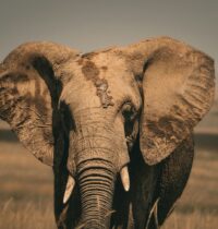 8 Conservation Strategies That Actually Work for Africa’s Wildlife