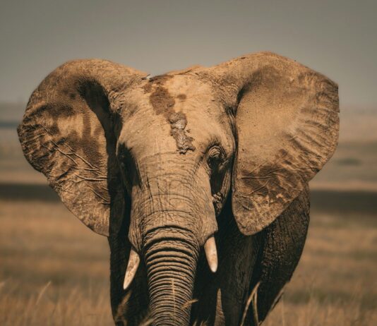 8 Conservation Strategies That Actually Work for Africa’s Wildlife