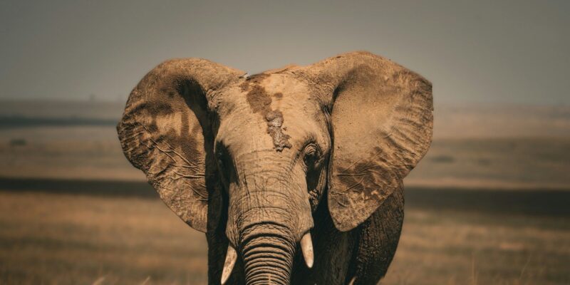 8 Conservation Strategies That Actually Work for Africa’s Wildlife