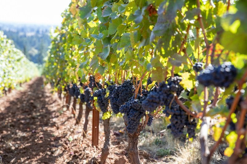 Grape Seeds in Space: How Cosmic Radiation Could Reshape Crop Breeding