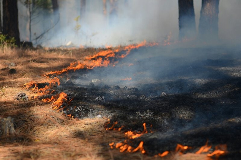 Heat Waves Drive 42% of Wildfire Burn Area &mdash; New Study Explains Why