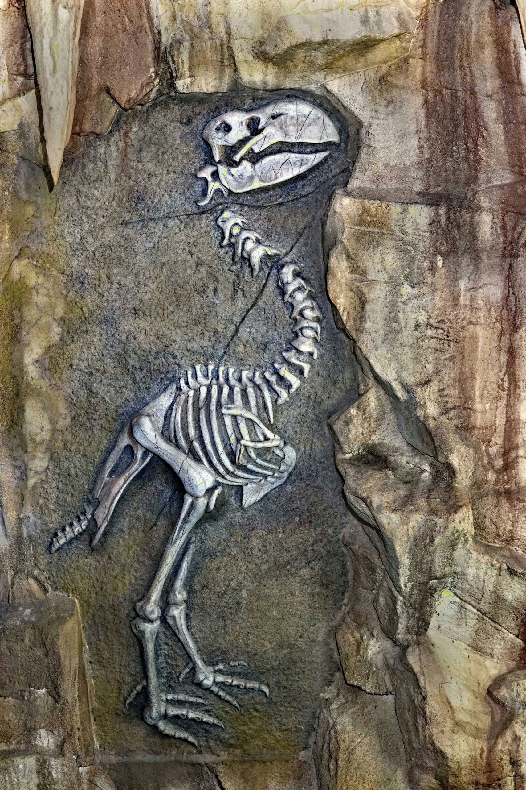 Extinct Ice Age Peacock Species Identified from Fossil