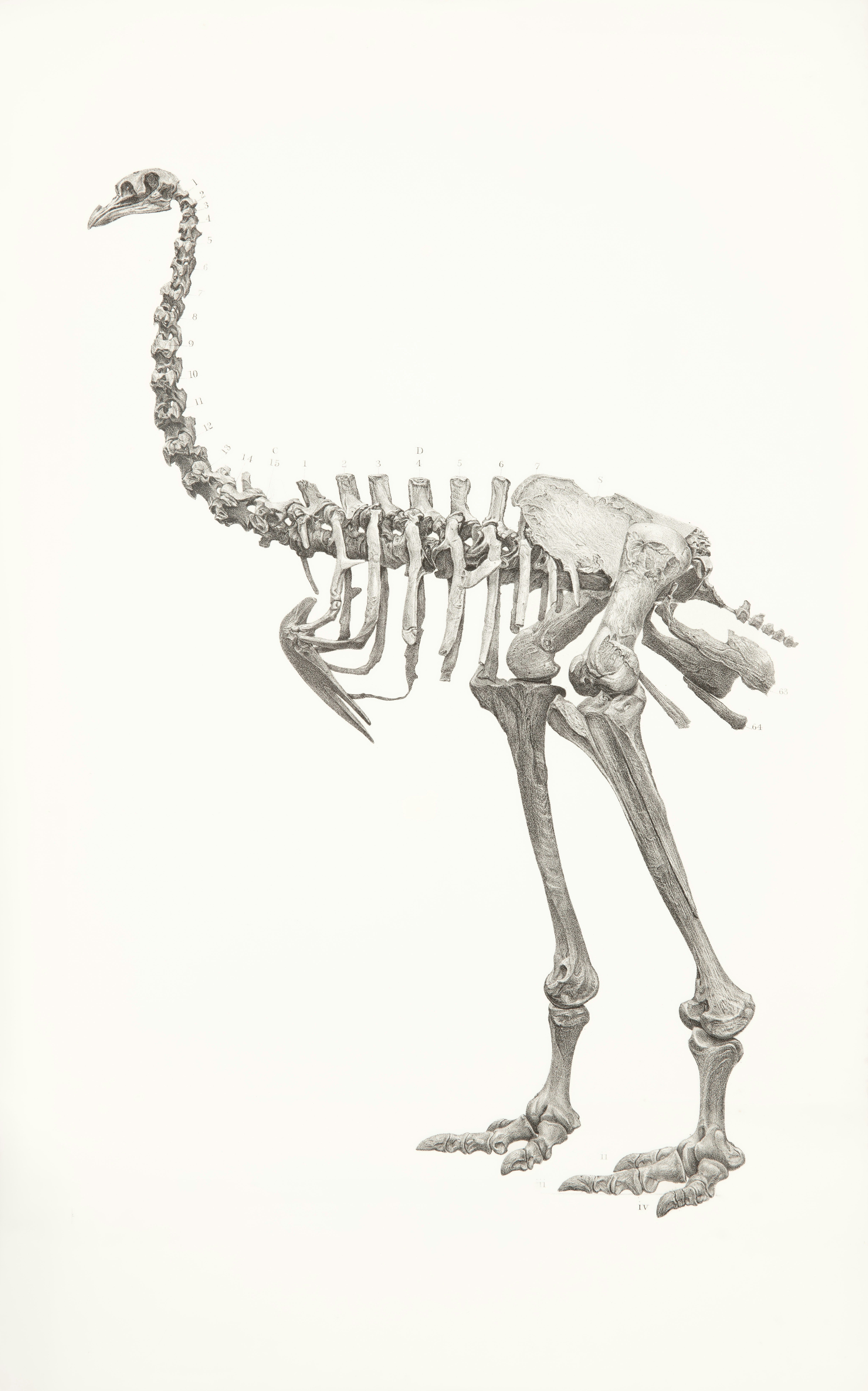 Extinct Ice Age Peacock Species Identified from Fossil