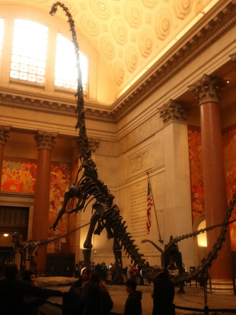Antarctica’s First Dinosaur Fossil Identified as a Titanosaur