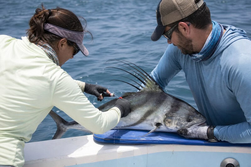 8 Surprising Facts About Roosterfish Research in Baja