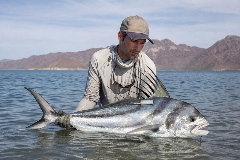 8 Surprising Facts About Roosterfish Research in Baja