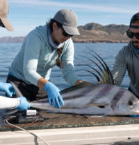 8 Surprising Facts About Roosterfish Research in Baja