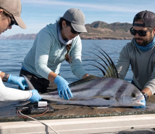 8 Surprising Facts About Roosterfish Research in Baja