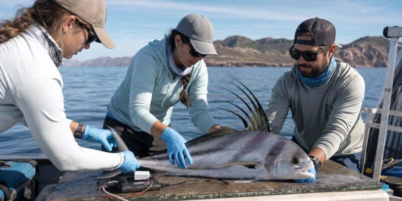 8 Surprising Facts About Roosterfish Research in Baja