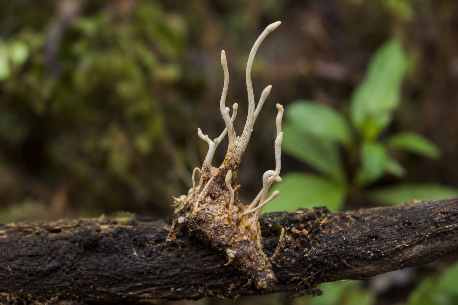 Hyperparasite Discovered: A Fungus That Parasitizes a Zombie Fungus
