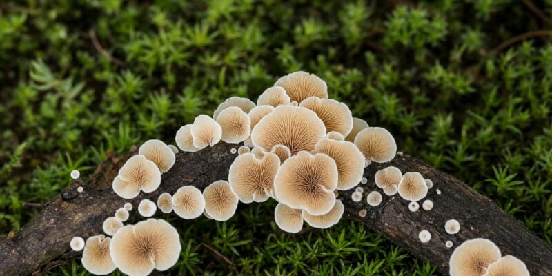 Spider Webs Trap Fungi — and Reveal New Species