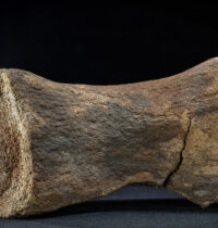 Antarctica’s First Dinosaur Fossil Identified as a Titanosaur