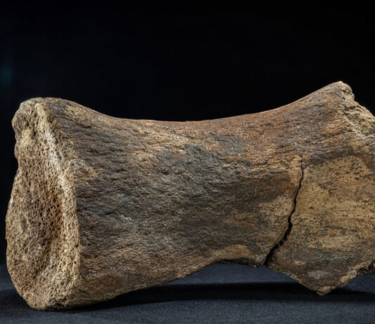 Antarctica’s First Dinosaur Fossil Identified as a Titanosaur