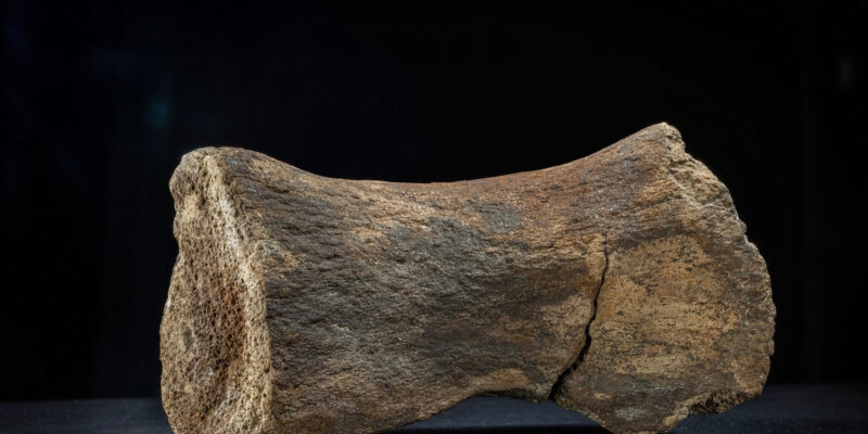 Antarctica’s First Dinosaur Fossil Identified as a Titanosaur